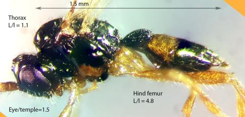 Phaedrotoma exigua